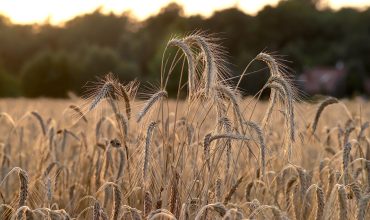 wheat, wheat field, wheat ears-7346741.jpg